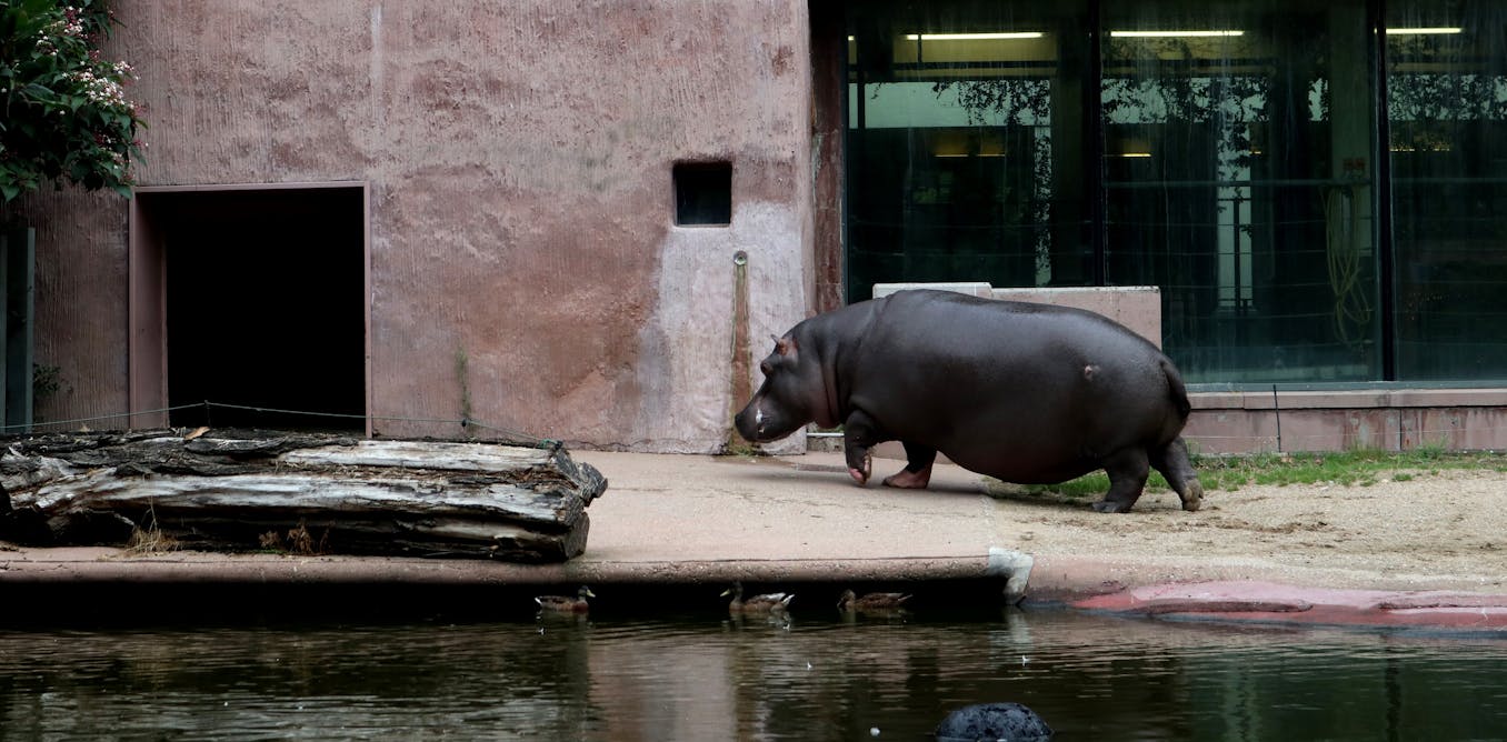 Understanding how animals infected with COVID19 can help