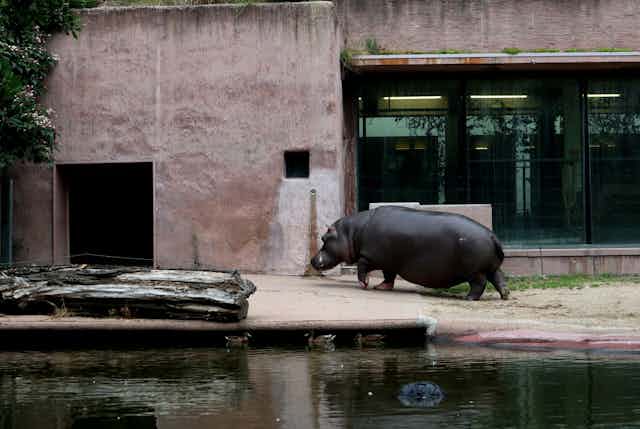a captive hippopotamus walks toward a door next to a pond