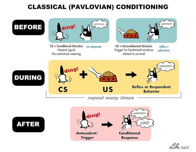 Diagram illustrating classical conditioning of a dog to salivate in response to a ringing bell.
