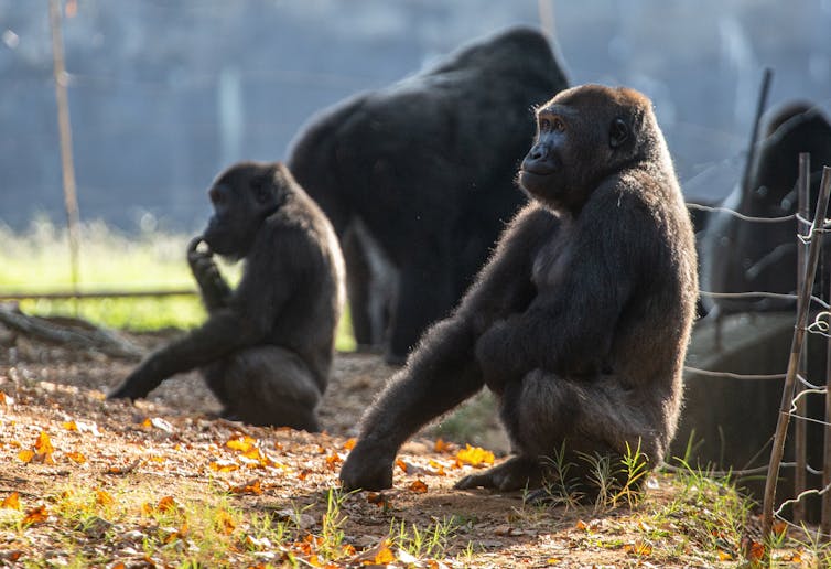 an adult lowland gorilla and two smaller ones in an enclosure