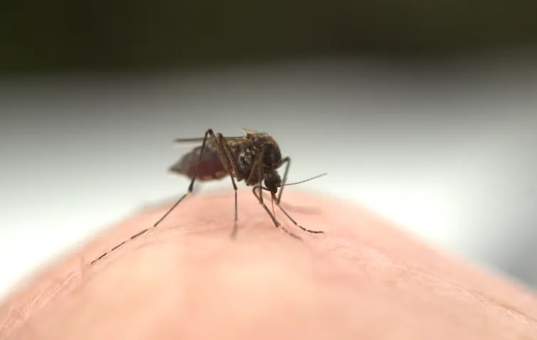 insect repellents work – but there are other ways to beat mosquitoes without getting sticky insect repellents work – but there are other ways to beat mosquitoes without getting sticky