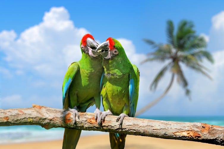 Two Severe Macaw parrots standing on a branch kissing.