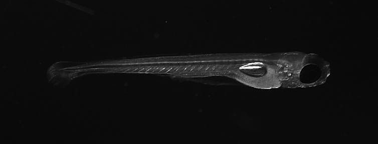 Imagen en blanco y negro de larvas de pez cebra.