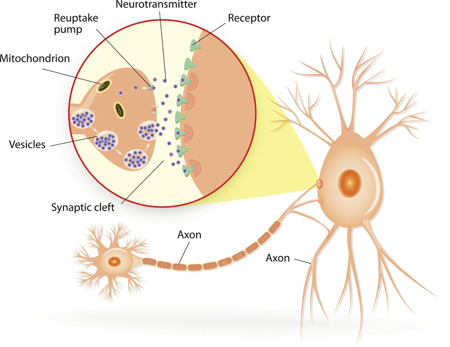 Diagram showing structure of a chemical synapse and neurotransmitter release.