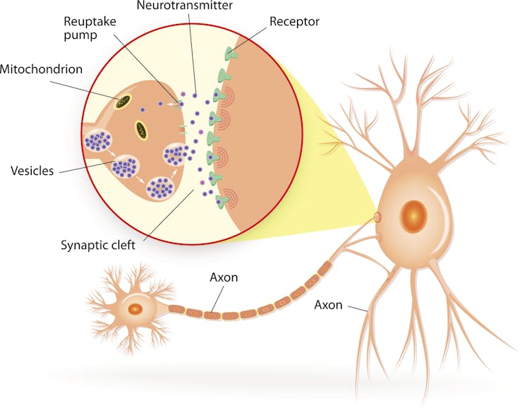 Diagram showing structure of a chemical synapse and neurotransmitter release.