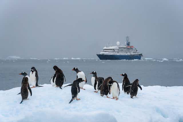 penguins on ice with large ship in background