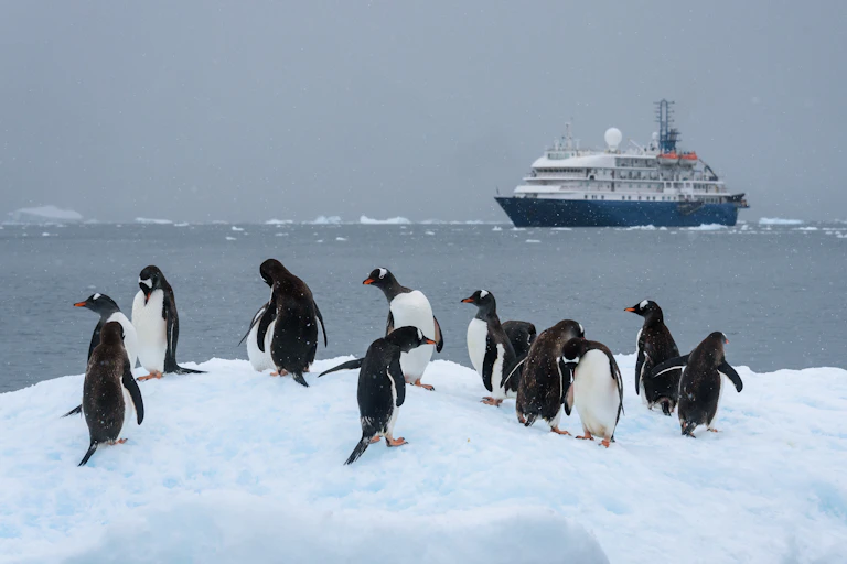 penguins on ice with large ship in background