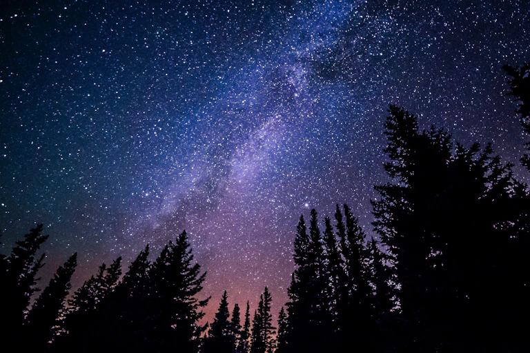 La Voie Lactée vue d'une forêt.