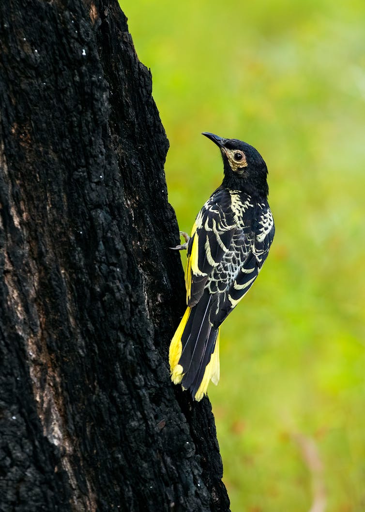 Regent honeyeaters were once kings of flowering gums. Now they're on the edge of extinction. What happened?