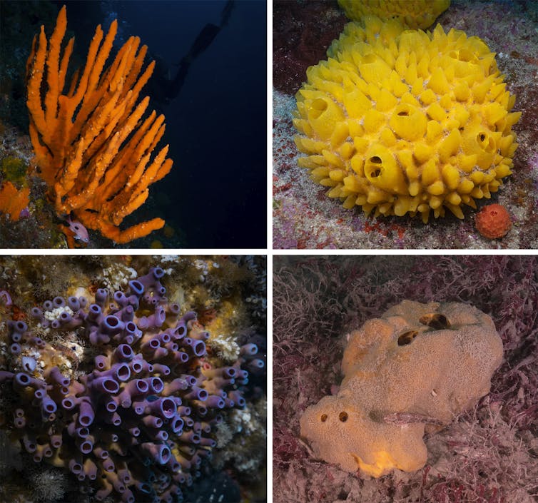 Images of four different sponge species, with different shapes and colours.