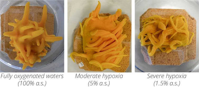 Images of sponges show they changed their shape and structure in response to low-oxygen oxygen conditions.