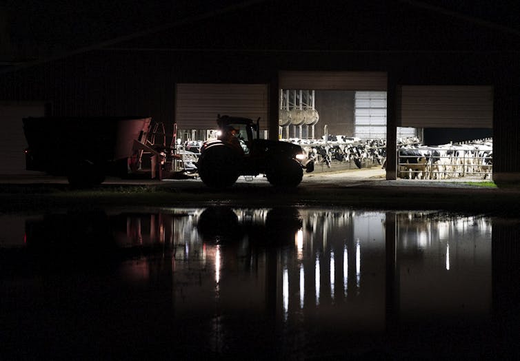 Dairy cows stay dry inside a barn at night, with flood waters outside.
