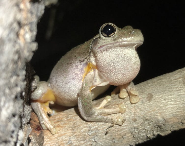 A small light grey frog on a tree branch calling, with its throat puffed out