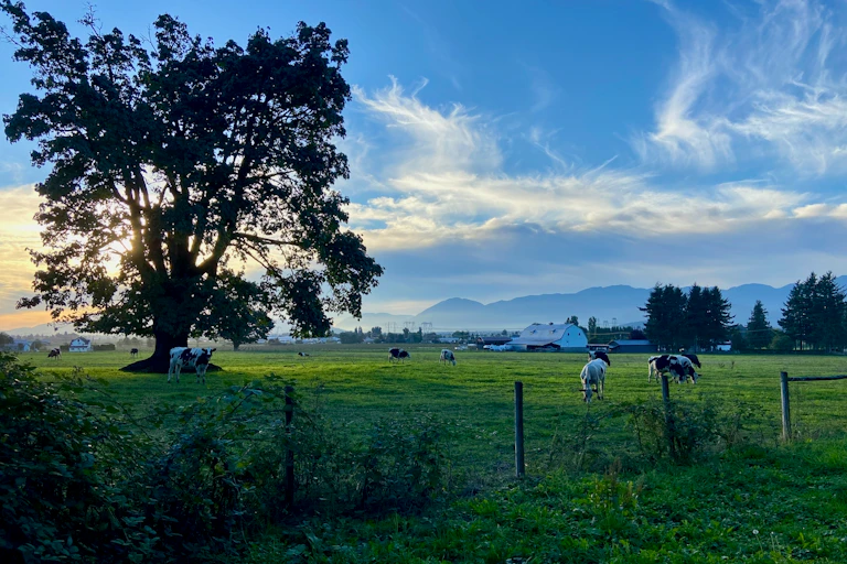 Dairy cows grazing