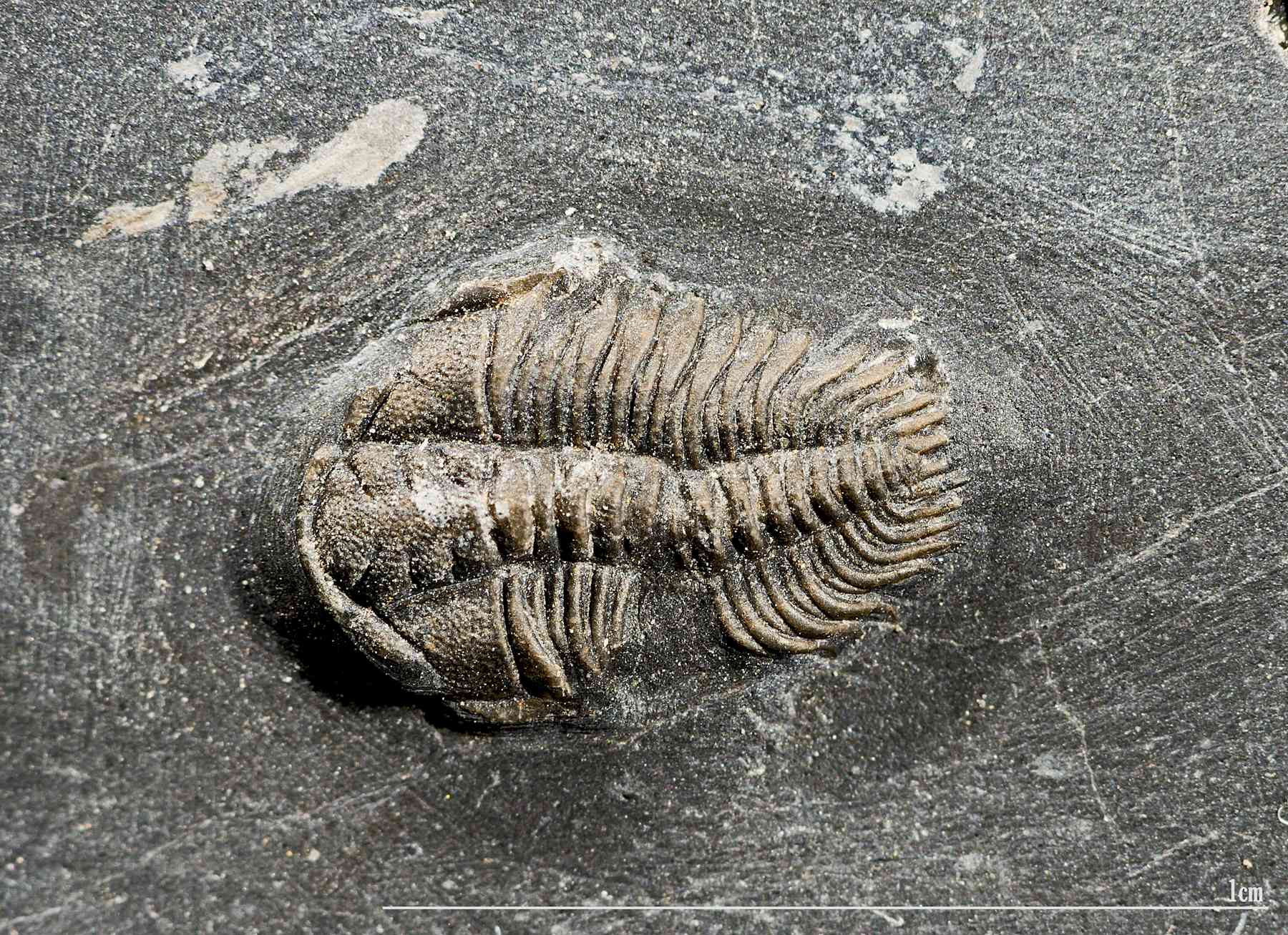Trilobite fossil.