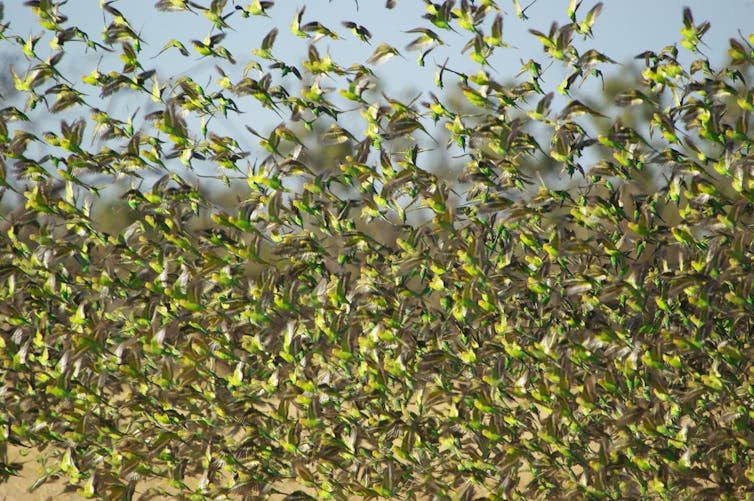 A flock of wild budgerigars