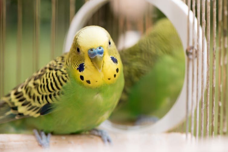 budgie in a cage