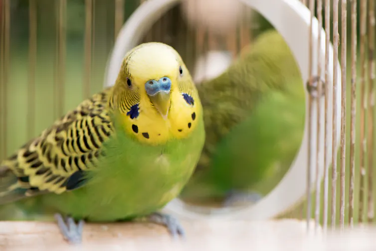 budgie in a cage