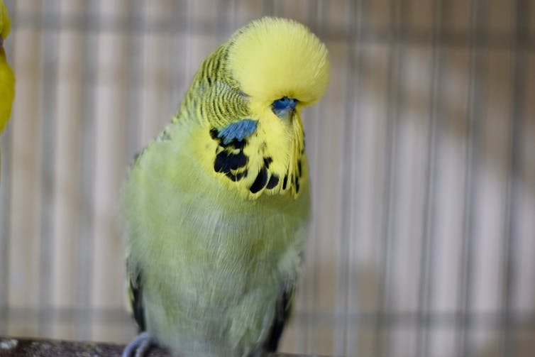 a coiffed show budgie