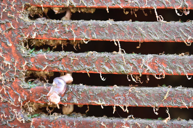 Metal grid with stuff stuck to it.