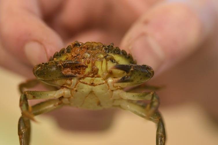 A small crab