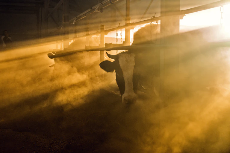 A cow peers out of a stall in a misty farm building.