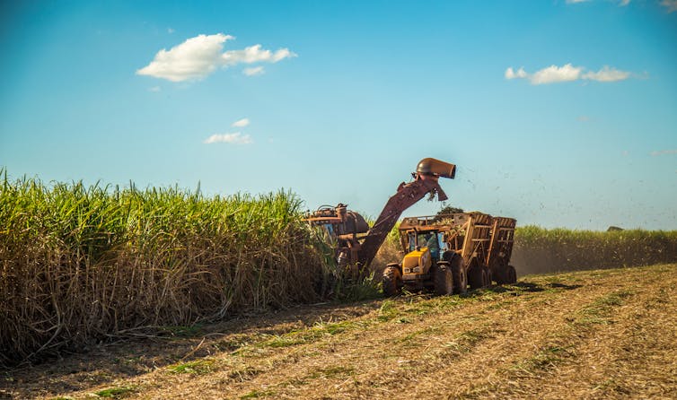 A tractor harvests sugar cane using a threshing machine.