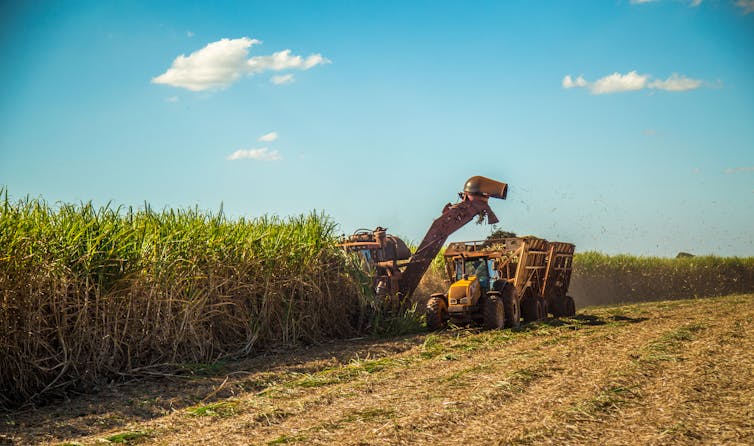 A tractor harvests sugar cane using a threshing machine.