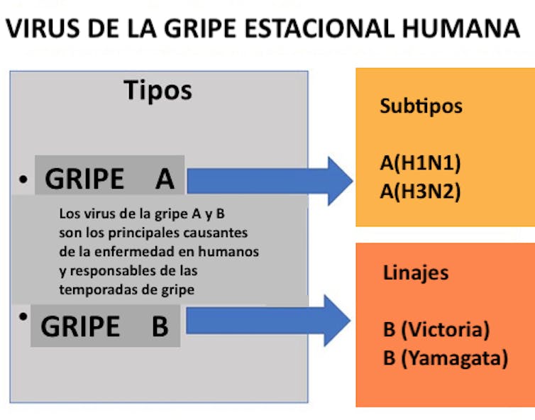 Figura 3. Subtipos de virus da gripe tipos A e B.