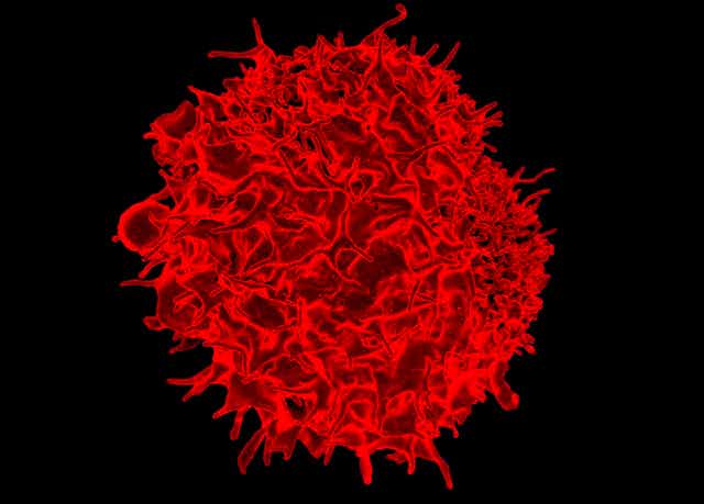 Vue d'un lymphocyte T, une autre catégorie de cellule immunitaire.