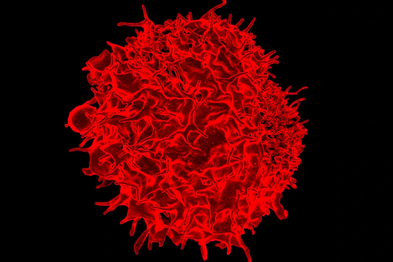 Vue d'un lymphocyte T, une autre catégorie de cellule immunitaire.