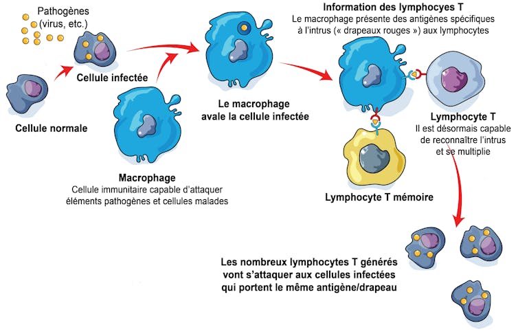 Schéma du fonctionnement d’un lymphocyte T : une cellule normale est infectée. Notre SI apprend à reconnaître ses signes caractéristiques pour les présenter aux lymphocytes T qui vont détruire les nouvelles cellules malades