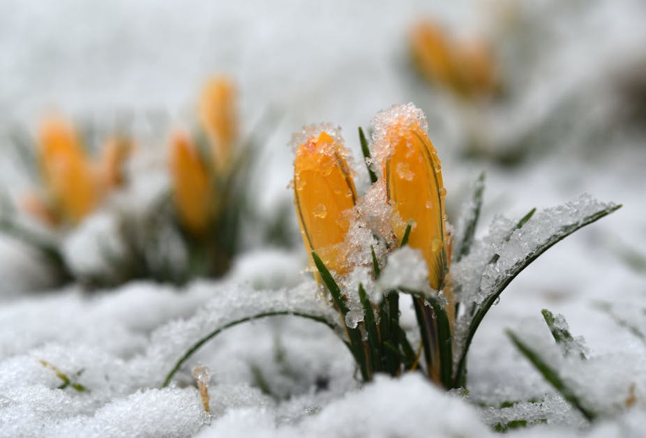 Yellow crocus buds peek through the snow.
