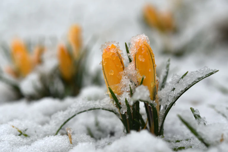 Yellow crocus buds peek through the snow.
