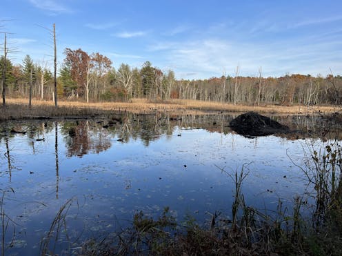 Beavers offer lessons about managing water in a changing climate, whether the challenge is drought or floods