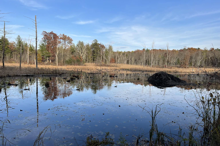 Pond surrounded by trees, with beaver lodge near center