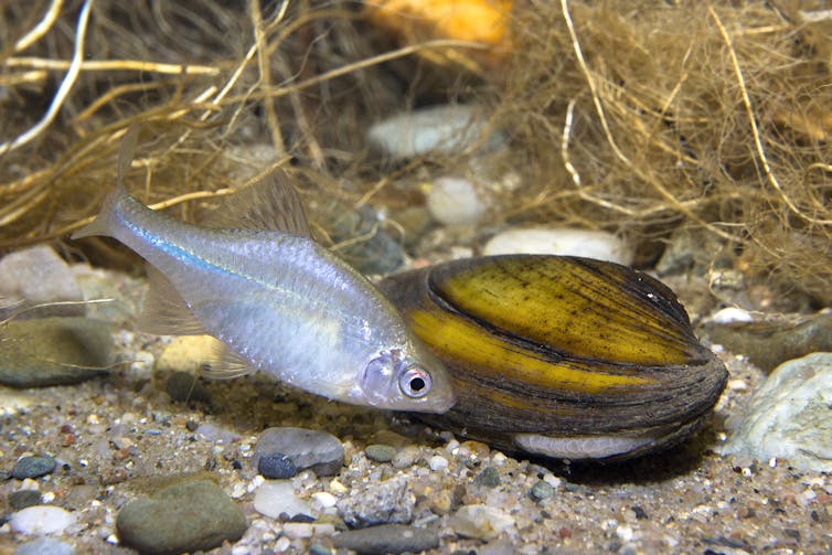 Fish near mussel