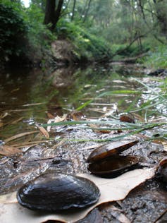 W. carteri in a stream