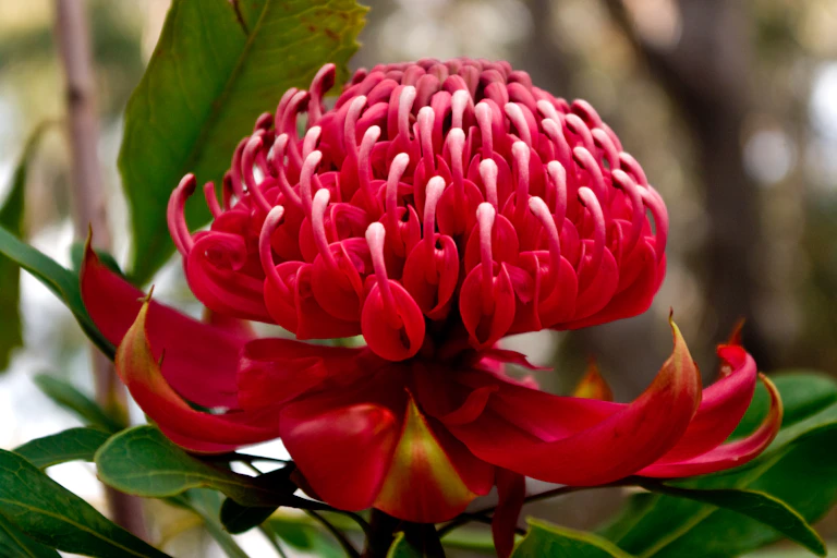 Waratah flower