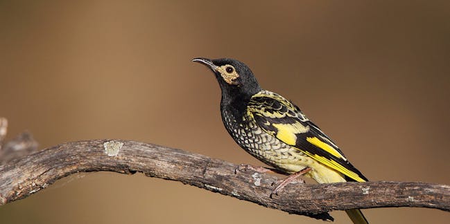 Australian birds – News, Research Analysis – The Conversation page 1