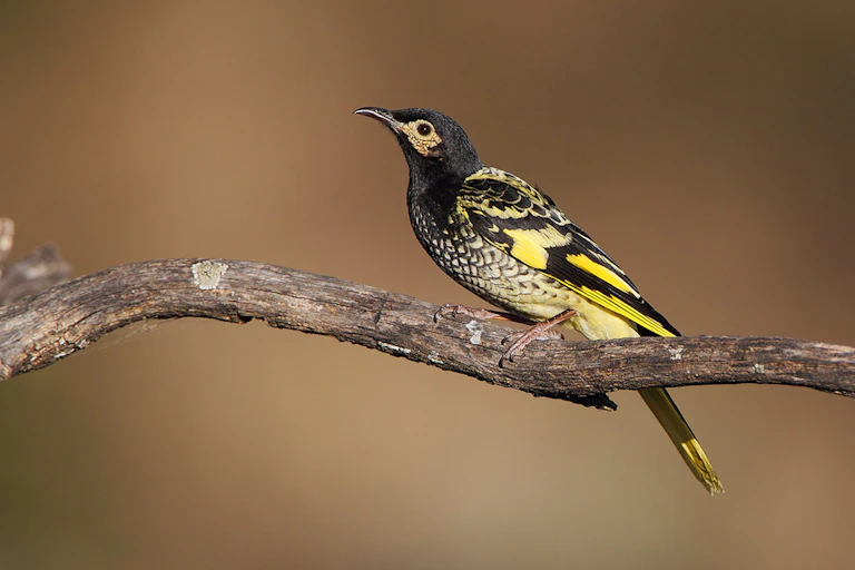Regent honeyeater