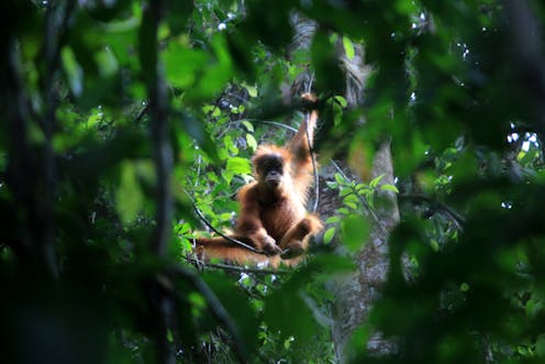 Riset: Orang utan bersama separuh spesies primata Indonesia akan punah pada 2050 akibat perubahan iklim