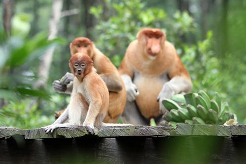 Bagaimana mencegah gelombang kepunahan primata Indonesia pada 2050 mendatang?