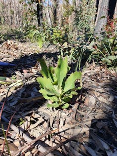 Resprouting waratah