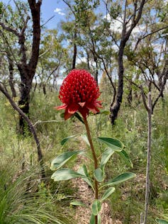 Waratah in flower