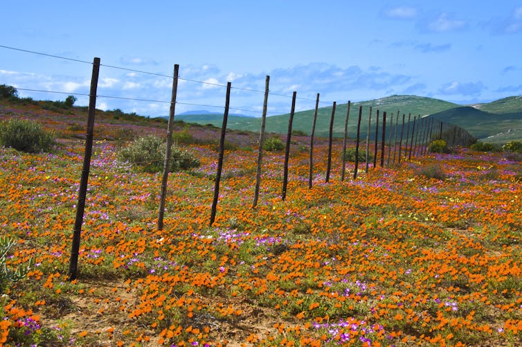 A field of orange daisies with green hills and the blue sky in the background.