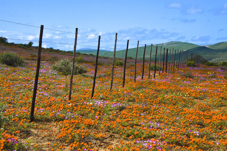 A field of orange daisies with green hills and the blue sky in the background.