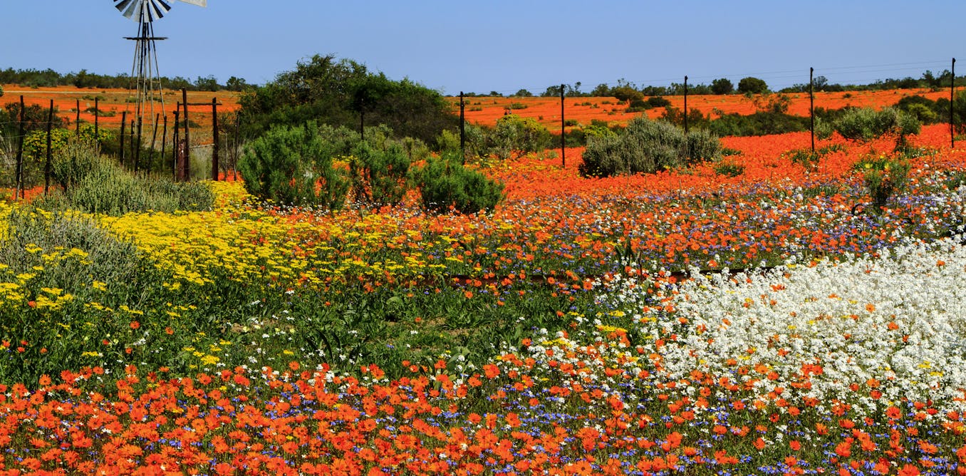 Southern Africa's Namaqualand daisies are flowering earlier: why it's a red flag