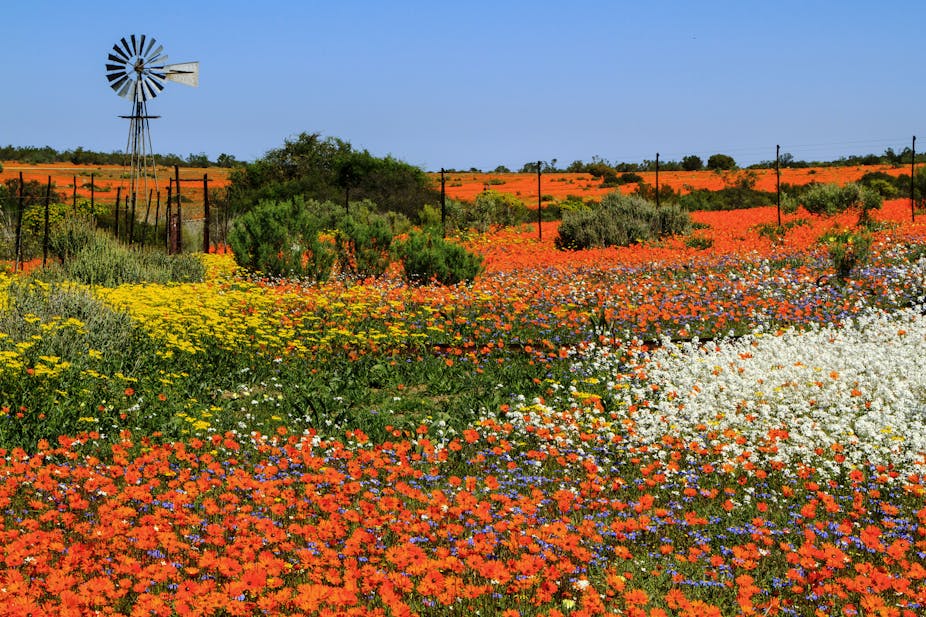 A field of orange, white and yellow daisies.