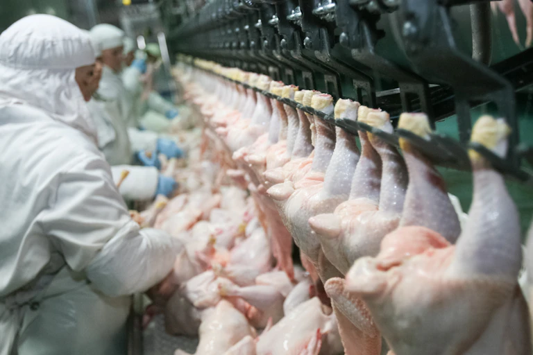 Trabajadores en una planta de procesado de aves.